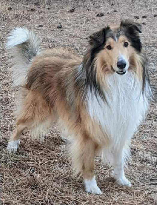 image scottish collie barn hunt